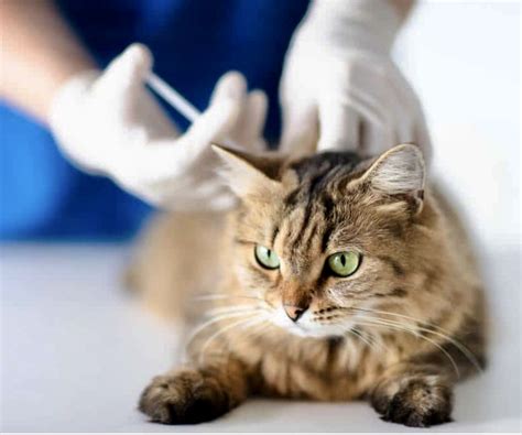 Image result for Program Flea Control Injection