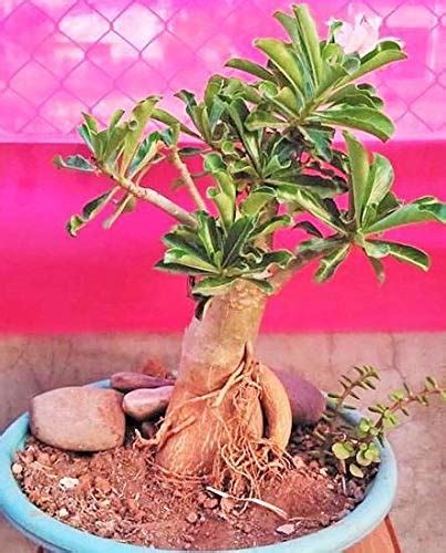 EdensField Adenium (Desert Rose) White Double Petal (grafted) Live ...