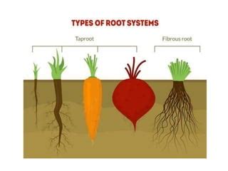 Image result for Root Modification Class 5