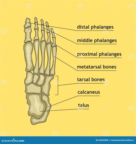 Foot Bones With Explanation. Stock Vector - Image: 65669090