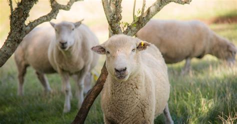 Scoured Wool Testing | SGS India