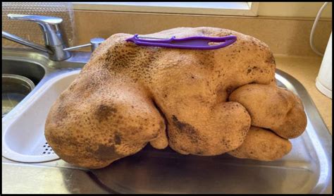 Doug Potato : వామ్మో.. ఈ ఆలుగడ్డ చూశారా.. ప్రపంచంలోనే అతిపెద్దదట! | A ...