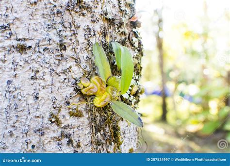 Young Endemic Wild Orchid Seeds Stock Image - Image of leaves, beautiful: 207524997