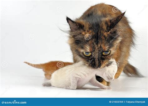 Mother Cat Carrying Newborn Kitten Stock Photo - Image of mammal, care ...