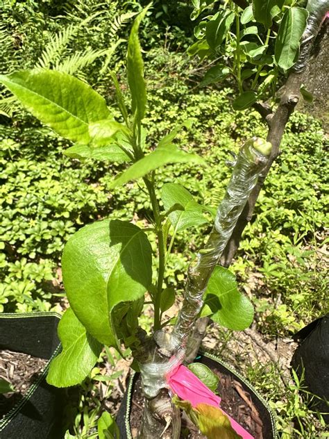 Grafting: Season Question : r/BackyardOrchard