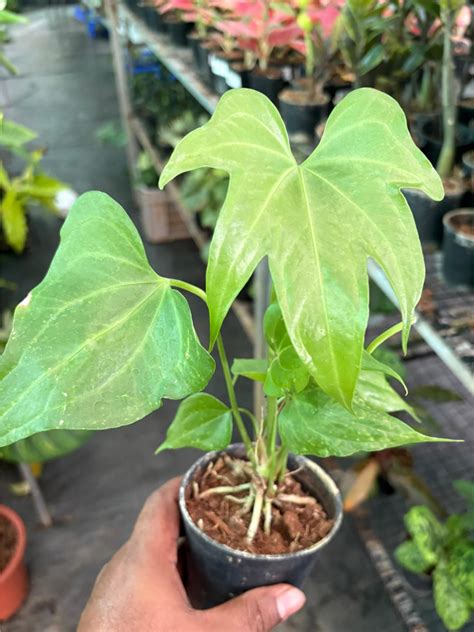 Foliage Anthurium Pedatoradiatum (Well rooted Plant) with Pot ...