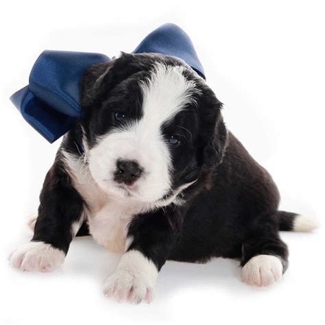 Black And White Goldendoodle Puppies