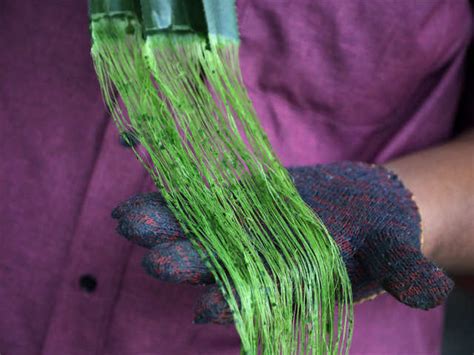 The inventors - Malaysian team turns pineapple waste into disposable ...