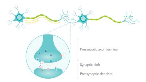 Neuron Synapse Diagram A) Schematic Illustration Of Biological Neurons