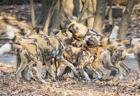African Painted Dogs (African Wild Dogs) | Meet Our Pack