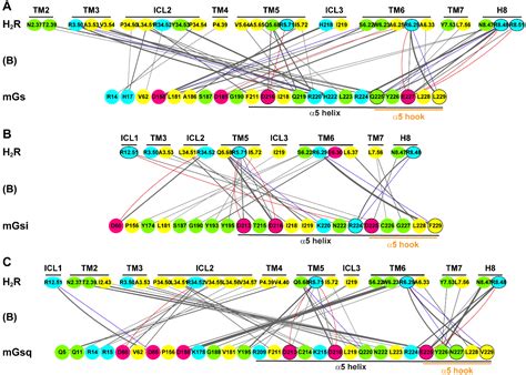 Specific Engineered G Protein Coupling to Histamine Receptors Revealed ...