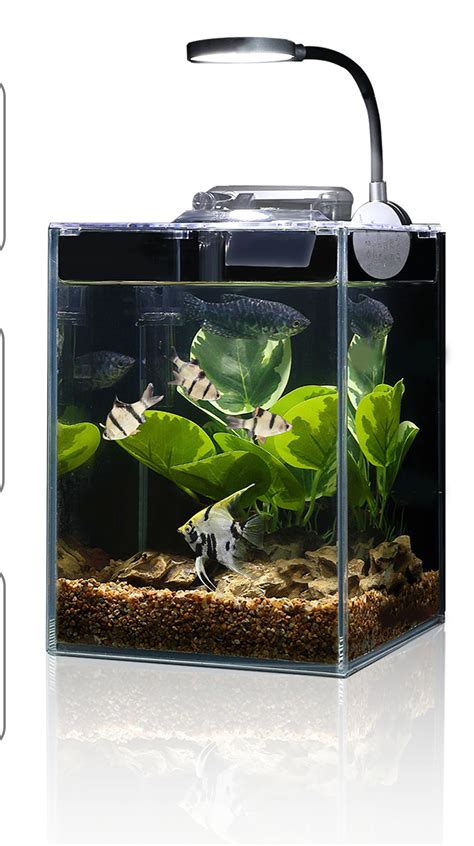 5 Gallon Betta Fish Tanks The 7 Best Tanks For Betta Fish Of 2025