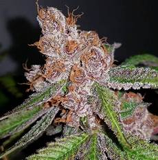 purple urkle strain mendocino purple urkle feminized purple urkle strain mendocino purple urkle feminized
