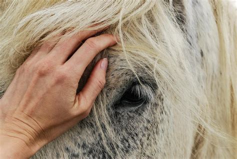 Horse Lifespan: Everything You Need To Know - Todays Equine