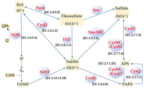 Unraveling the Central Role of Sulfur-Oxidizing Acidiphilium multivorum ...