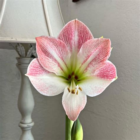 When Should You Plant An Amaryllis Bulb at Millard Turner blog