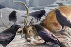 il banchetto dei corvi corvo le cronache ghiaccio e fuoco wiki il banchetto dei corvi corvo le cronache ghiaccio e fuoco wiki