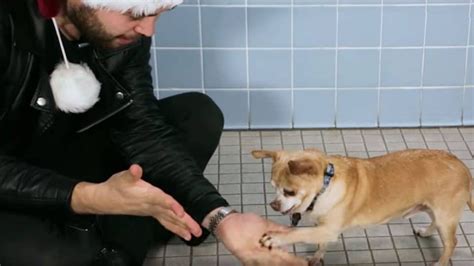 Magic Tricks for Dogs 的图像结果