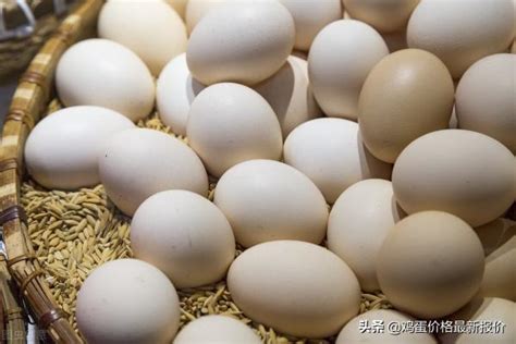 河南鸡蛋价格最新行情鸡（2022年3月25日鸡蛋价格最新报价） - 科技田(www.kejitian.com)