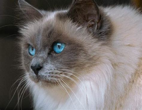 Image result for Ragdoll Engine GUI Script