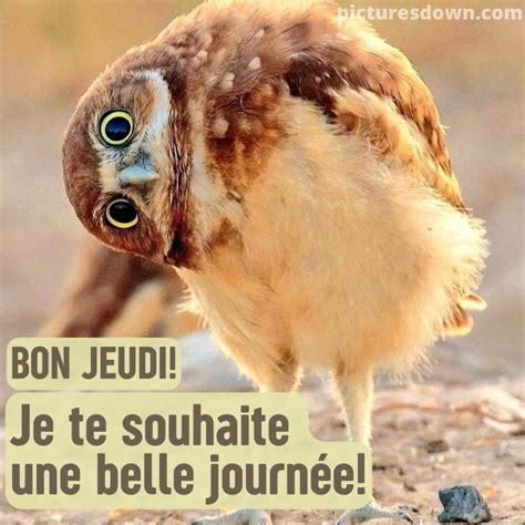 Bon jeudi humour image hibou - picturesdown.com