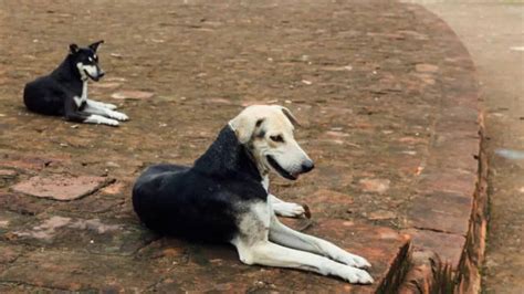 IIT Student Travelled From Chennai To Kolkata To Avenge Stray Dog's ...