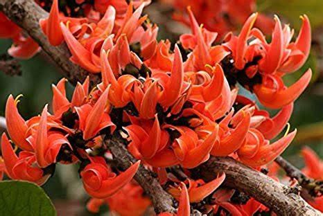 देवी लक्ष्मी को चढ़ता है टेसू का फूल, वास्तु से जानिए इसकी विशेषता ...