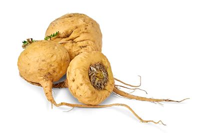 Image result for MACA