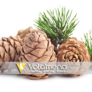 Buy Volamena Argan Oil Shampoo with Morrocan Argan For Hair To ...