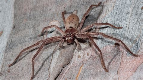 What are Huntsman spiders and are they dangerous to humans? – The US ...