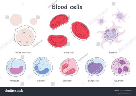 Blood Cells Circulatory System Components Red 库存矢量图（免版税）2502784669 | Shutterstock