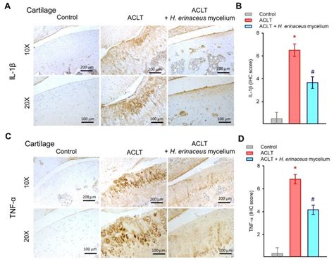 Hericium erinaceus Mycelium Ameliorates In Vivo Progression of ...