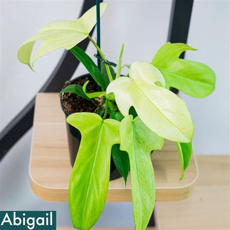 Philodendron Florida Ghost – The Plant Boys