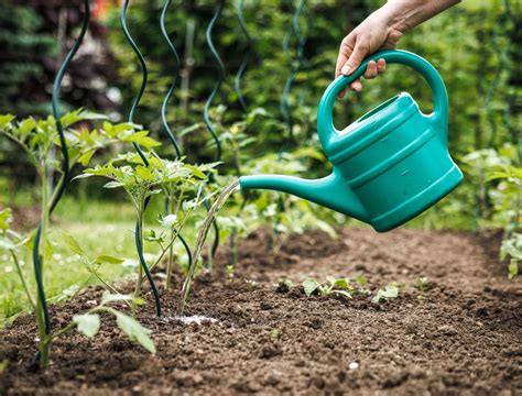 Why You Should Add Coffee Grounds to Your Cucumber Plants