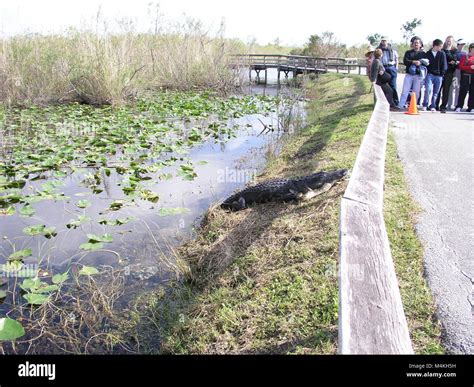 Image result for Florida Python vs Gator