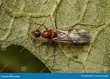 Adult Male Winged Carpenter Ant Stock Image - Image of hymenoptera ...