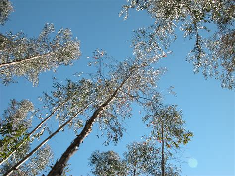 Image result for High Defintion Trees