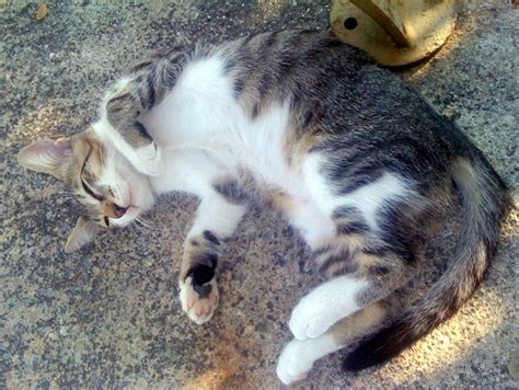 Kedi Resimleri -7- - Sayfa 5