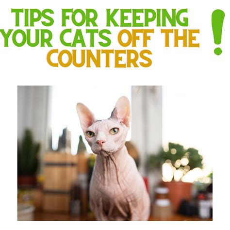 Tip For Keeping Cats OFF the Counters! – ReNewedPet