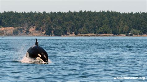 Orca At Speed Background | The Whale Museum