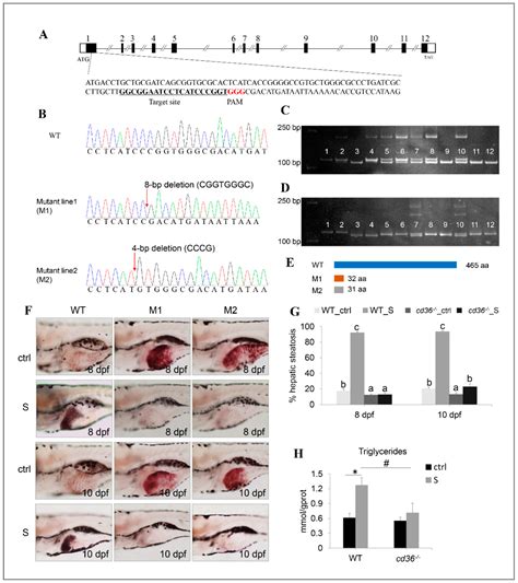 A Model Construction of Starvation Induces Hepatic Steatosis and ...