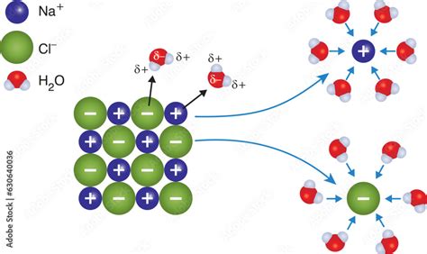 Image result for Dissolution Process of NaCl Steps