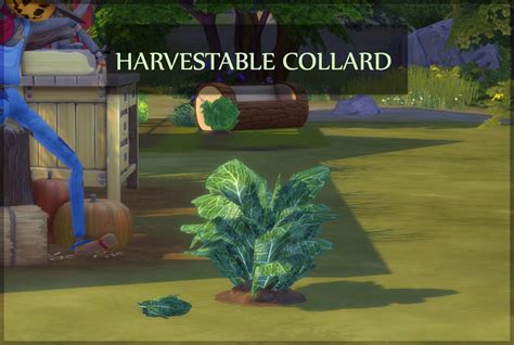 COLLARDS HARVESTABLE – icemunmun