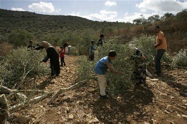 No olive branch: Palestinians, Jews contest West Bank, race to plant ...
