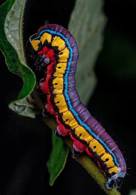 Is Caterpillar Insect