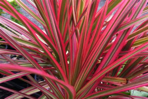 Red-edged Dracaena | Andhra Nursery Farmers Association