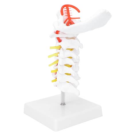 Buy Spine Nerves Anatomical Model, Model Body Anatomy Replica PVC Human ...