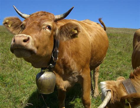 Kuhglockenklau auf Tiroler Weiden | agrarheute.com