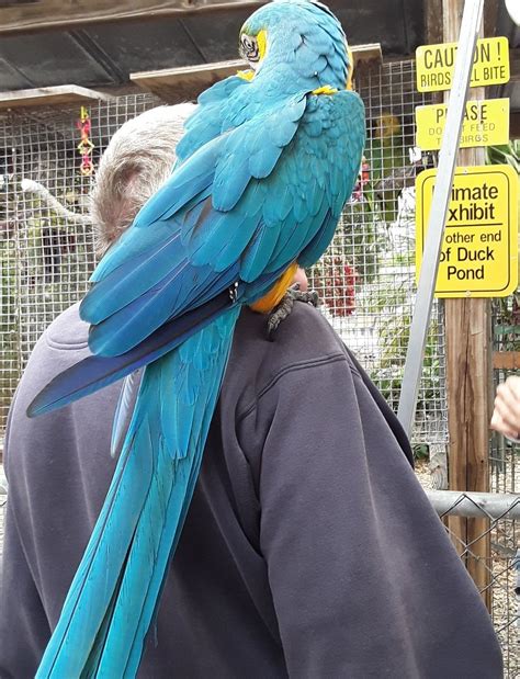 PERIWINKLE PARK PARROT SHOW (2025) All You Need to Know BEFORE You Go ...