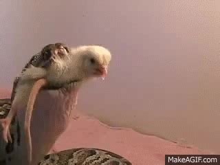 Image result for Python Eating Bird Alive